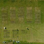 Drone picture of one of our trials. You can see freshly applied slurry in bands on the plots-it has to be done quickly and requires a lot of manual work.
